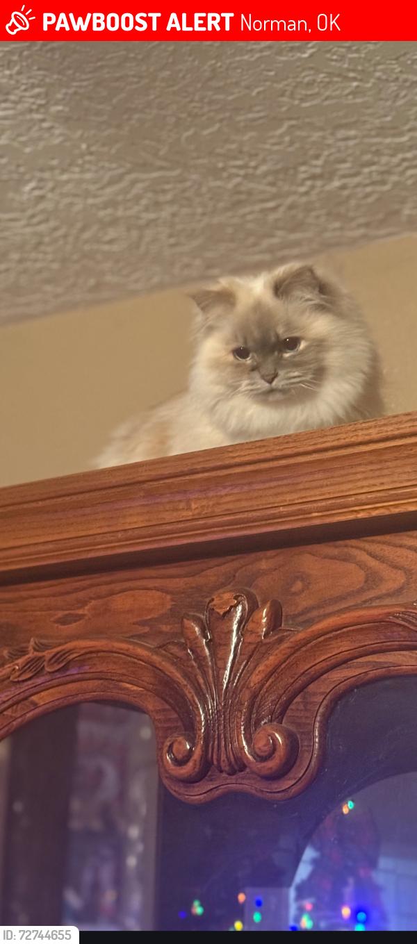 Lost Female Cat last seen West lindsey and Wylie or west lindsey mcgee, Norman, OK 73069