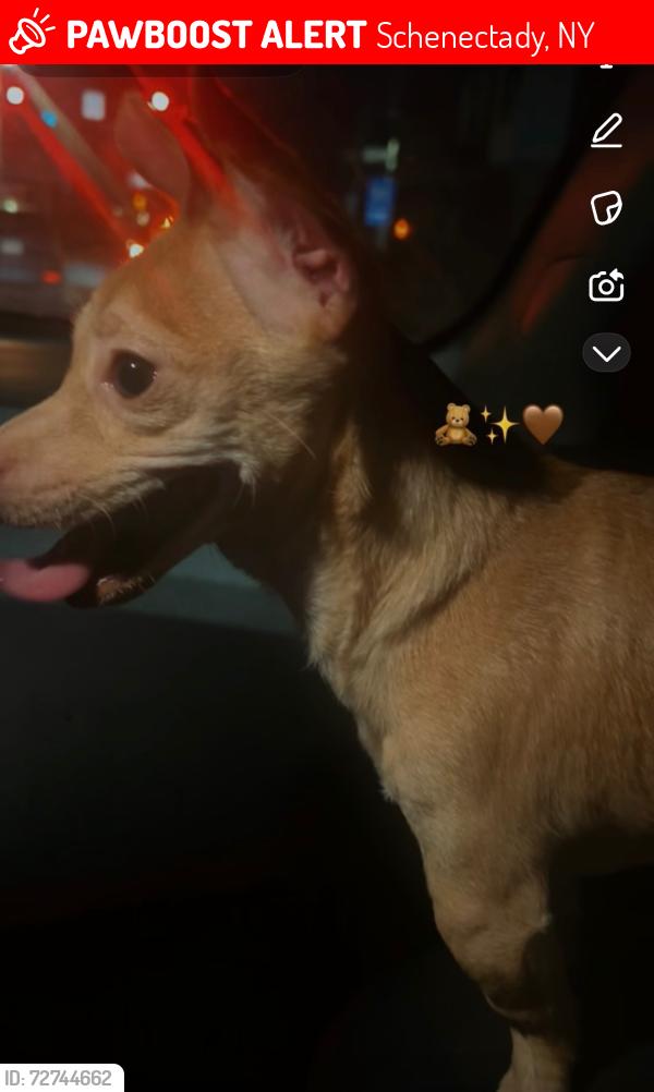 Lost Male Dog last seen Near central ave, Schenectady ny 12304, Schenectady, NY 12304