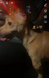 Lost Male Dog last seen Near central ave, Schenectady ny 12304, Schenectady, NY 12304