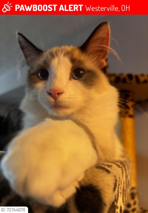 Lost Male Cat last seen Near sancus and Lazelle road , Westerville, OH 43081