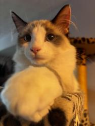 Lost Male Cat last seen Near sancus and Lazelle road , Westerville, OH 43081
