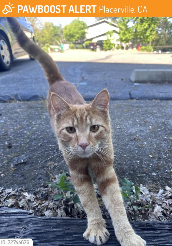Found/Stray Male Cat last seen Woodridge Court and Cold Springs Road, Placerville, CA 95667
