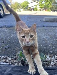 Found/Stray Male Cat last seen Woodridge Court and Cold Springs Road, Placerville, CA 95667