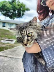 Found/Stray Unknown Cat last seen Webber st, Sarasota, FL 34232