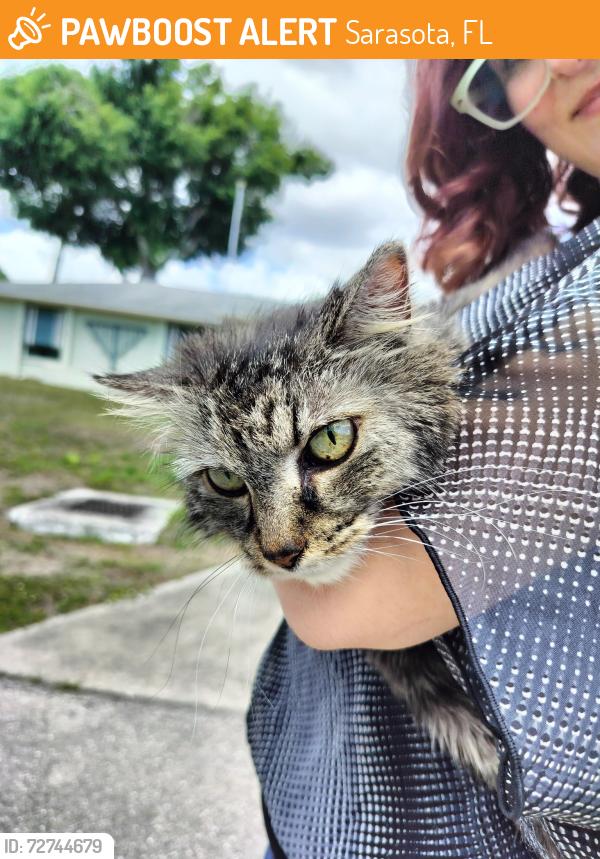 Found/Stray Unknown Cat last seen Webber st, Sarasota, FL 34232