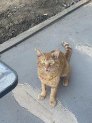 Found/Stray Male Cat last seen Magnolia & Orangethrope , Fullerton, CA 92833
