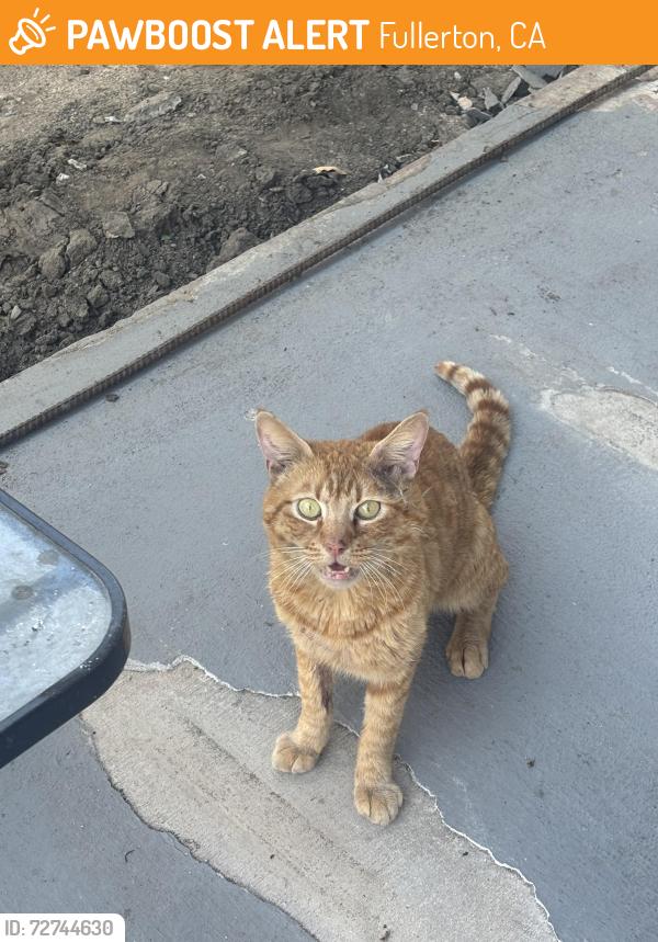 Found/Stray Male Cat last seen Magnolia & Orangethrope , Fullerton, CA 92833