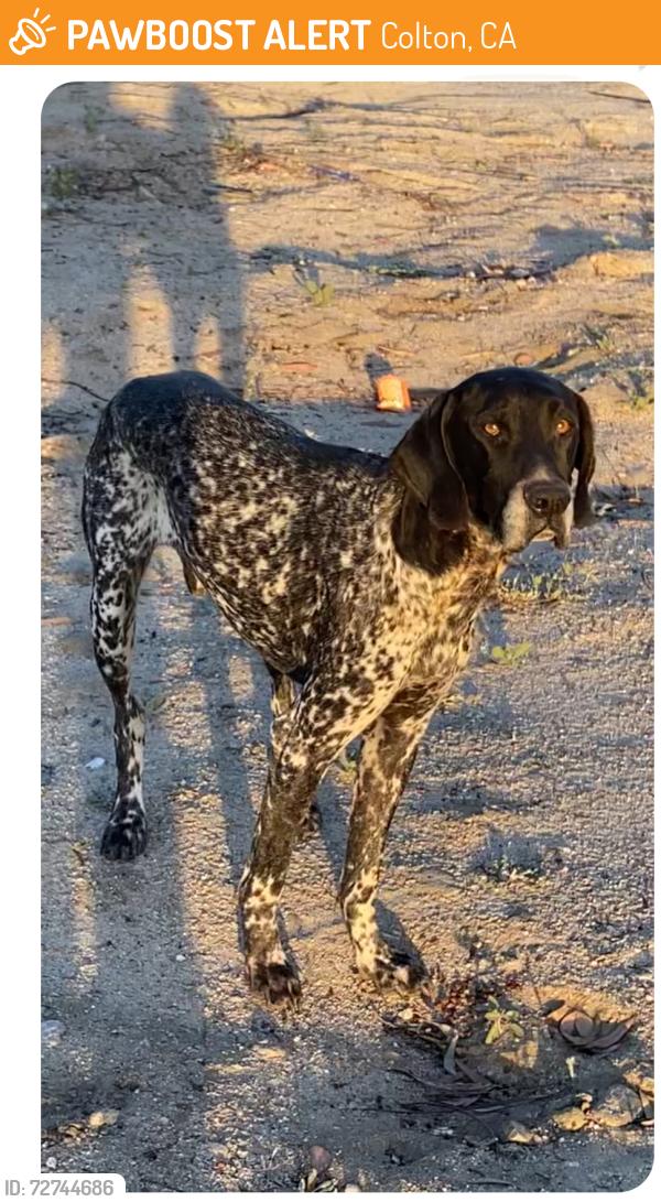 Found/Stray Unknown Dog last seen The dog is in the river bed near S. Lakana Dr., Santa Ana River Trail 7 PM Monday, April 6, Colton, CA 92324