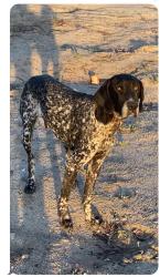 Found/Stray Unknown Dog last seen The dog is in the river bed near S. Lakana Dr., Santa Ana River Trail 7 PM Monday, April 6, Colton, CA 92324