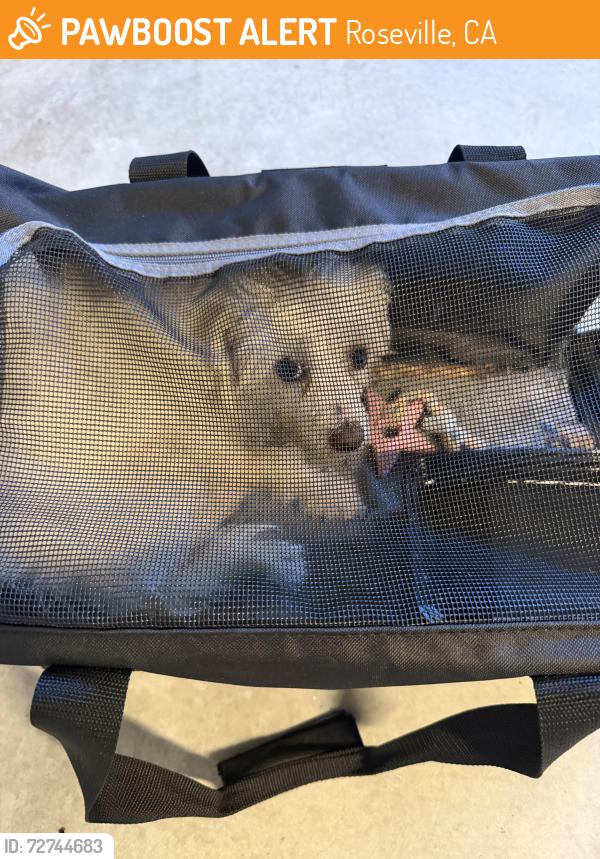 Found/Stray Unknown Dog last seen Near soccer complex on Westbrook Blvd, Roseville, CA 95747
