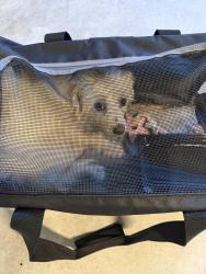 Found/Stray Unknown Dog last seen Near soccer complex on Westbrook Blvd, Roseville, CA 95747