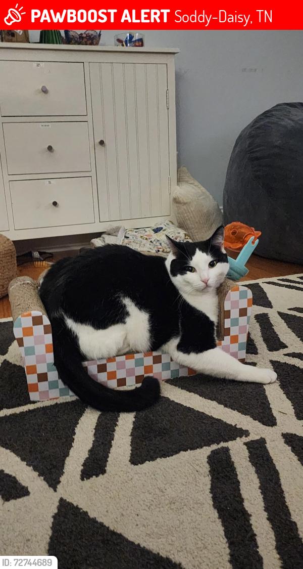 Lost Male Cat last seen Harbor road, N. Harbor road, Turnstone Drive, Soddy-Daisy, TN 37379