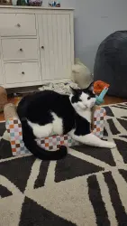 Lost Male Cat last seen Harbor road, N. Harbor road, Turnstone Drive, Soddy-Daisy, TN 37379