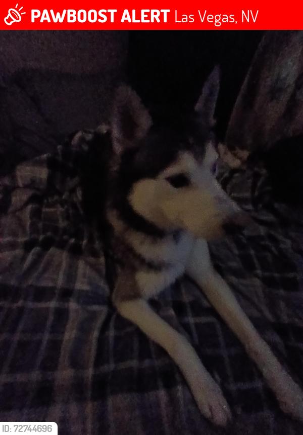Lost Male Dog last seen Torrey pines Dr Las Vegas NV apmts , Las Vegas, NV 89131