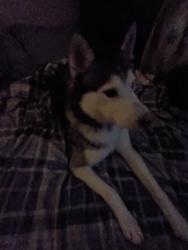 Lost Male Dog last seen Torrey pines Dr Las Vegas NV apmts , Las Vegas, NV 89131