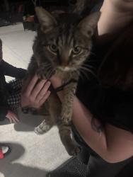 Found/Stray Unknown Cat last seen Near emerson ave, Indianapolis, IN 46237