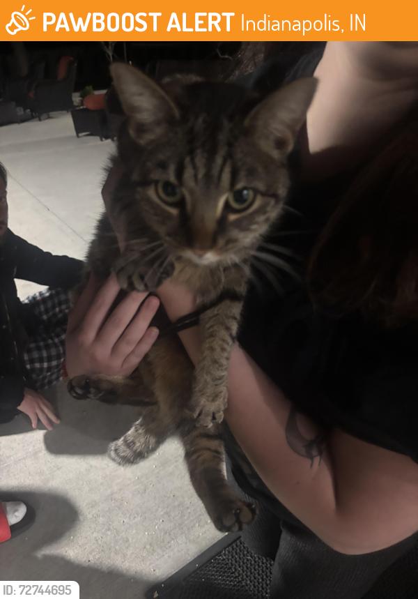 Found/Stray Unknown Cat last seen Near emerson ave, Indianapolis, IN 46237