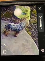 Found/Stray Unknown Dog last seen Oakland ave, Schenectady, NY 12308