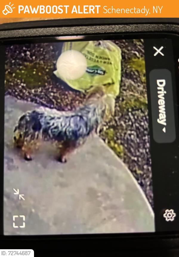 Found/Stray Unknown Dog last seen Oakland ave, Schenectady, NY 12308
