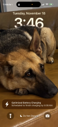 Lost Male Dog last seen Near naked Indian Trl , Canyon Lake, TX 78132