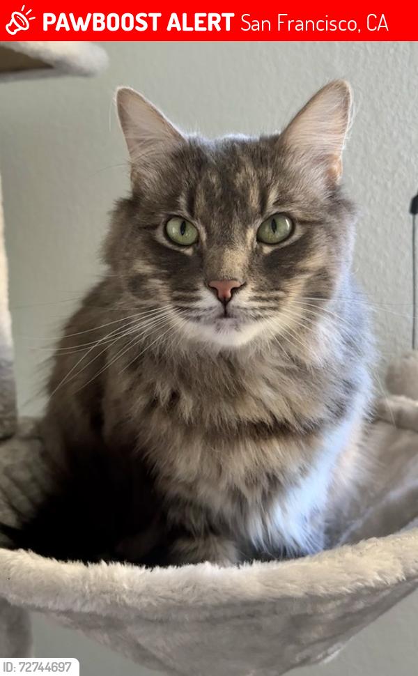 Lost Male Cat last seen Near Hawkins ln, San Francisco, CA 94124