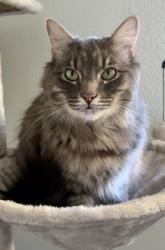 Lost Male Cat last seen Near Hawkins ln, San Francisco, CA 94124