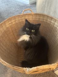 Lost Female Cat last seen Emile St. and W Marion, Greenville, SC 29617