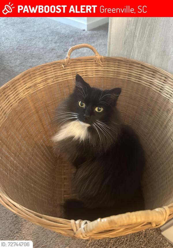 Lost Female Cat last seen Emile St. and W Marion, Greenville, SC 29617