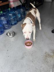 Found/Stray Female Dog last seen  Symmes Rd. and East Bay Rd, Gibsonton, FL 33534