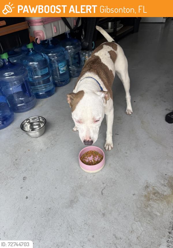 Found/Stray Female Dog last seen  Symmes Rd. and East Bay Rd, Gibsonton, FL 33534