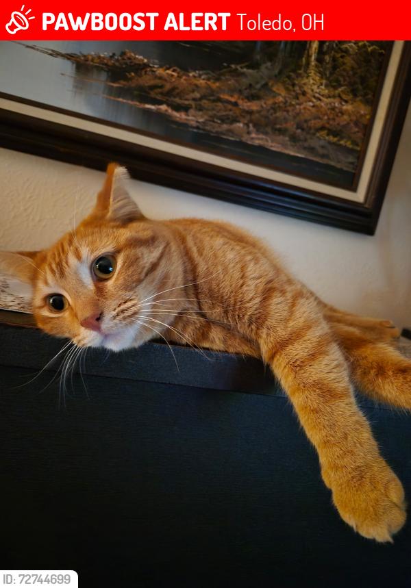 Lost Female Cat last seen Monroe st, Toledo, OH 43623