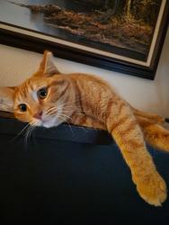 Lost Female Cat last seen Monroe st, Toledo, OH 43623