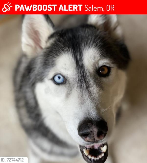 Lost Female Dog last seen By Goodwill bins, Salem, OR 97303