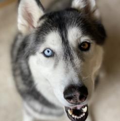 Lost Female Dog last seen By Goodwill bins, Salem, OR 97303