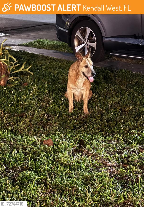 Found/Stray Male Dog last seen Near lane southwest 154 court, Kendall West, FL 33193