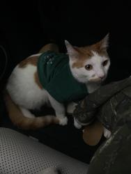 Lost Male Cat last seen Atlanta St, McDonough, GA 30253