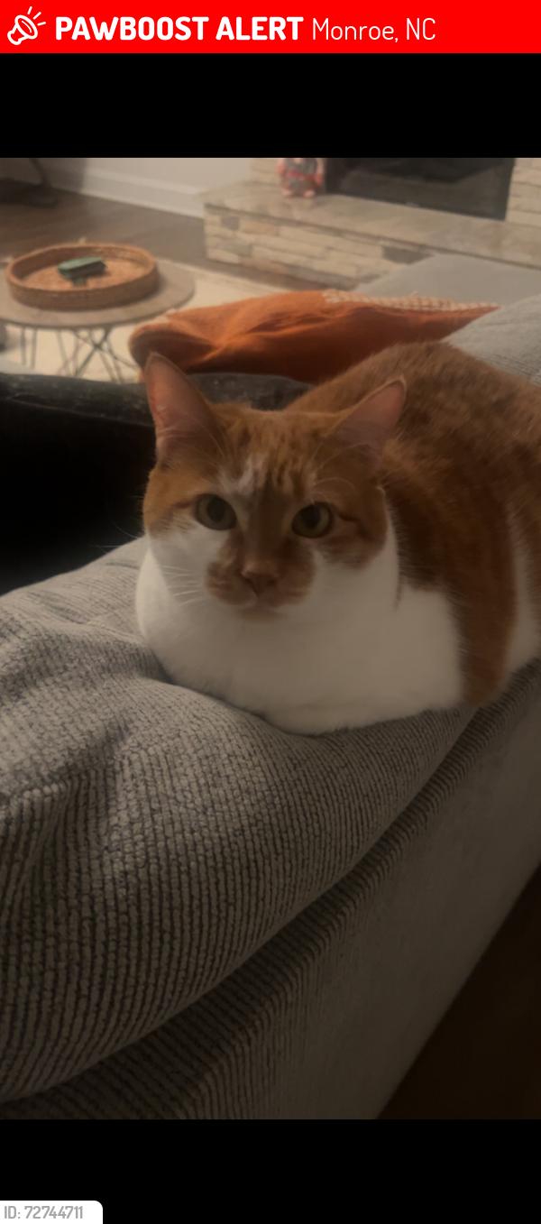 Lost Female Cat last seen Ridge Road neighborhood (Stratford) , Monroe, NC 28112