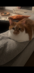 Lost Female Cat last seen Ridge Road neighborhood (Stratford) , Monroe, NC 28112