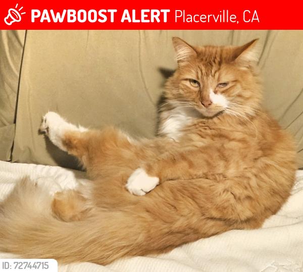 Lost Male Cat last seen Morning Canyon Road and Morning Canyon Road E, Placerville, CA 95667