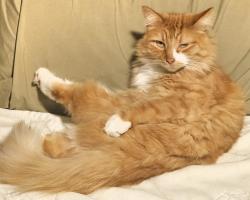 Lost Male Cat last seen Morning Canyon Road and Morning Canyon Road E, Placerville, CA 95667