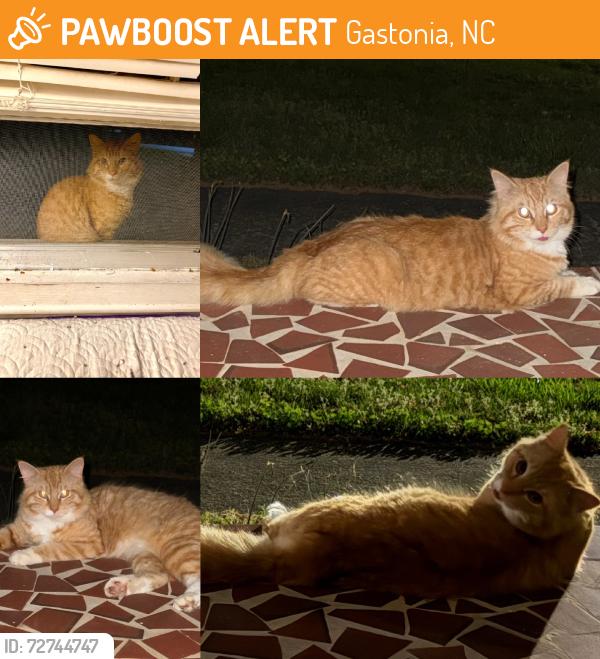 Found/Stray Male Cat last seen LInwood Rd and S Myrtle School Rd, Gastonia, NC 28052