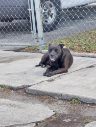 Found/Stray Female Dog last seen 188th Terrace NW 49 CT, Miami Gardens, FL 33055