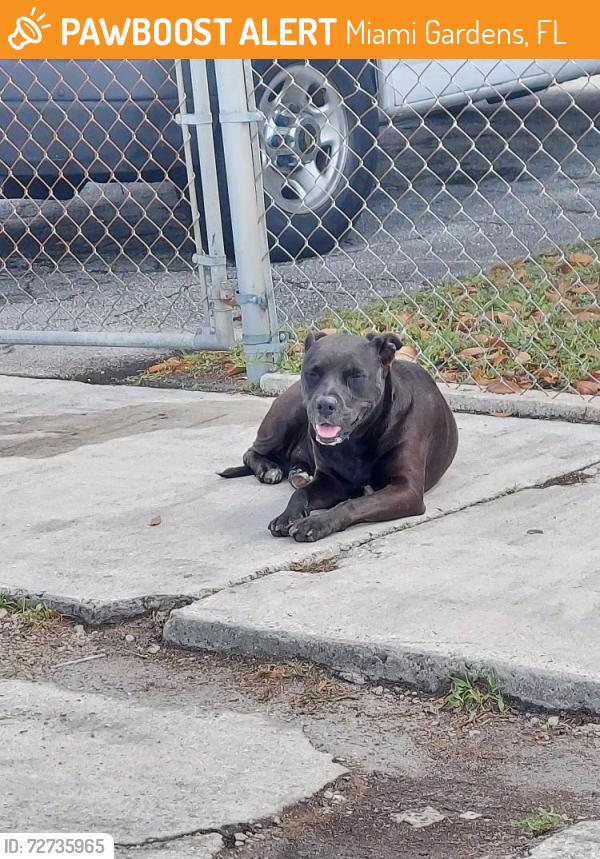Found/Stray Female Dog last seen 188th Terrace NW 49 CT, Miami Gardens, FL 33055
