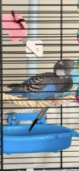 Lost Male Bird last seen Rue boutillier, Laval, QC H7W 0E1