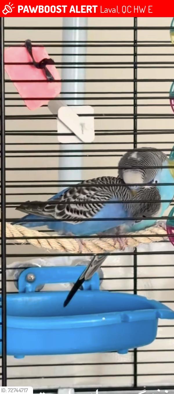 Lost Male Bird last seen Rue boutillier, Laval, QC H7W 0E1