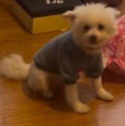 Lost Male Dog last seen United Ave, Atlanta, GA 30312