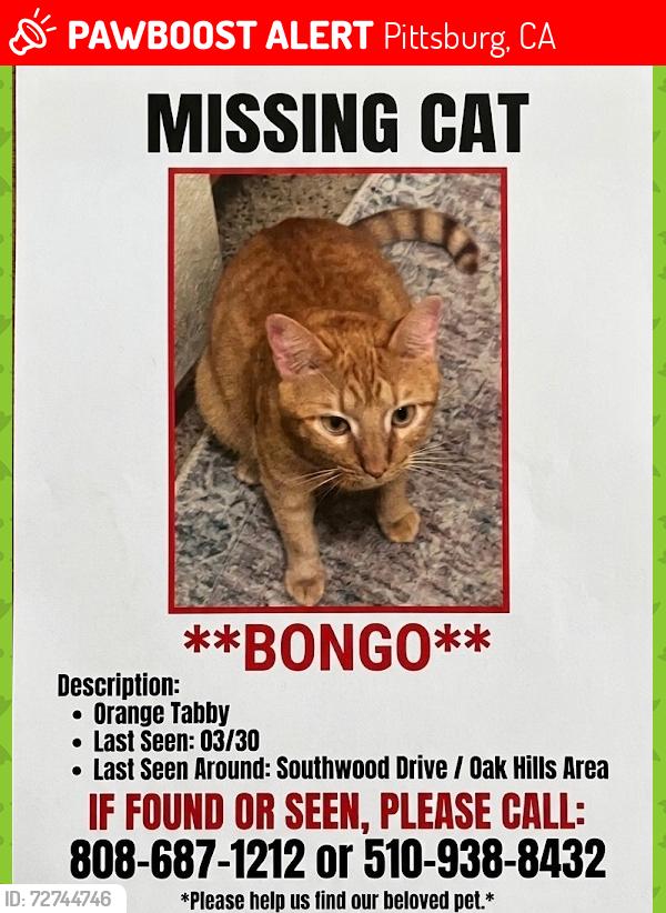Lost Male Cat last seen Oakhill , Pittsburg, CA 94565