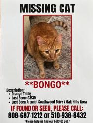 Lost Male Cat last seen Oakhill , Pittsburg, CA 94565