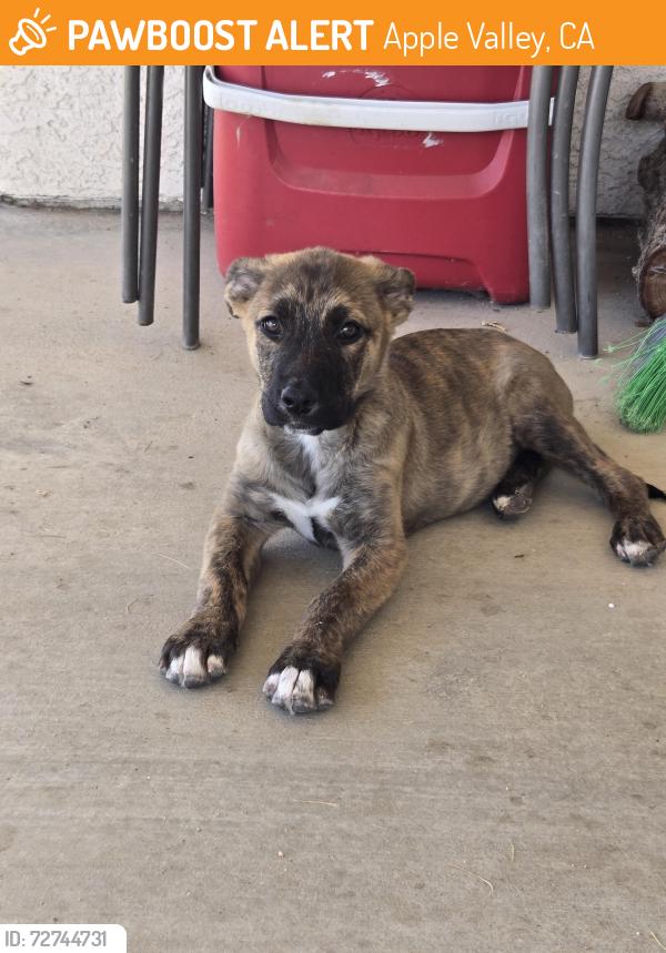 Found/Stray Female Dog last seen Thunderbird and Nanticoke Rd, Apple Valley, CA 92307