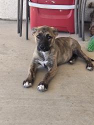 Found/Stray Female Dog last seen Thunderbird and Nanticoke Rd, Apple Valley, CA 92307